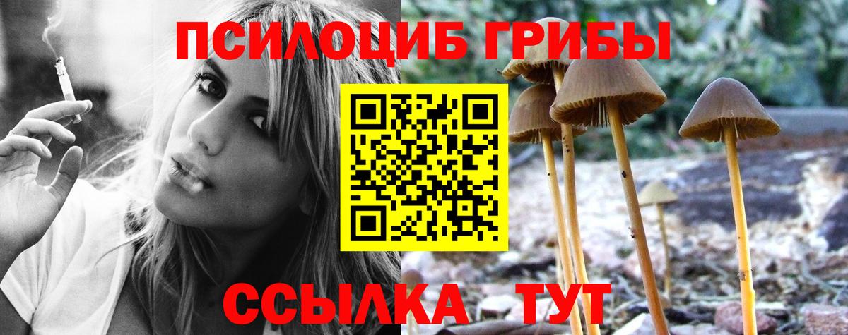 Галлюциногенные грибы Psilocybe Северск